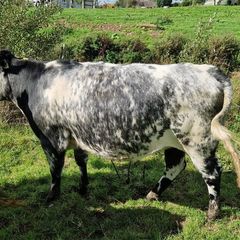 Heifers