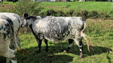 Heifers