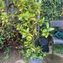 Bay Leaf plants Image 4