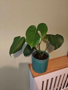Monstera plant