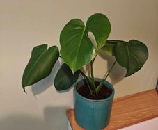 Monstera plant