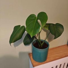 Monstera plant