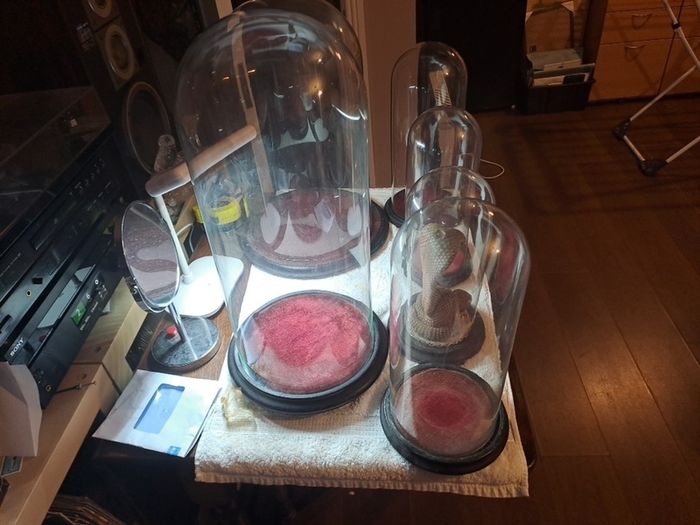 Vintage Glass Domes,Taxidermy or Interior Design.