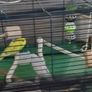 pets Image 4