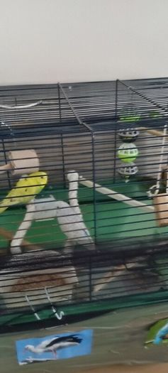 pets
