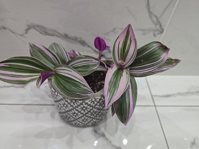 Tradescantia 'Nanouk', beautiful plant