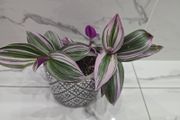 Tradescantia 'Nanouk', beautiful plant