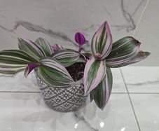 Tradescantia 'Nanouk', beautiful plant