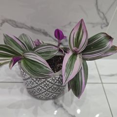 Tradescantia 'Nanouk', beautiful plant