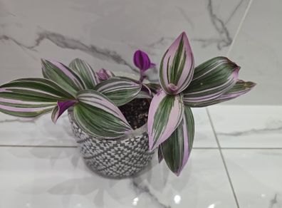 Tradescantia 'Nanouk', beautiful plant