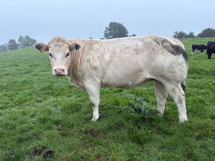 Heifers