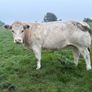 Heifers Image 7