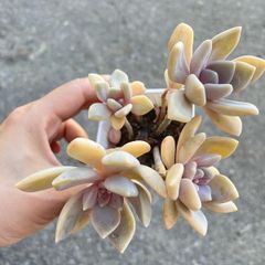 plant
