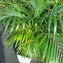 Kentia Palm Image 5