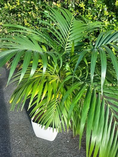 Kentia Palm