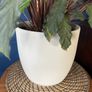 Healthy plant Image 3