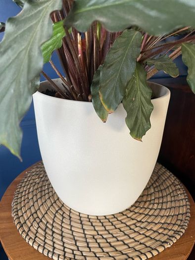 Healthy plant