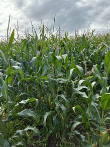 Maize for silage