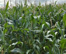 Maize for silage