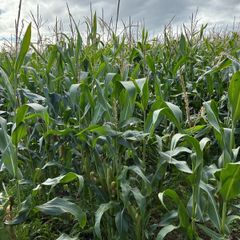 Maize for silage