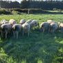 Quality Charolais and Texel hogget rams Image 4