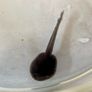 Ranitomeya tadpole tubs Image 7