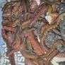 Live ragworms for sea fishing Image 3