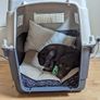 2 dog crates Image 3