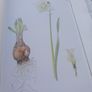 V large hardback book, An Irish Florilegium, D18 post 15e Image 7