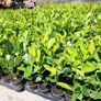 Laurel Hedging Image 6