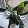 2 x Banana plant Image 2