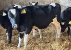 Autumn born Hol fr calves