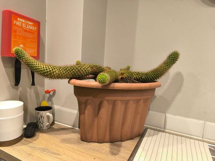 Large cactus with pot