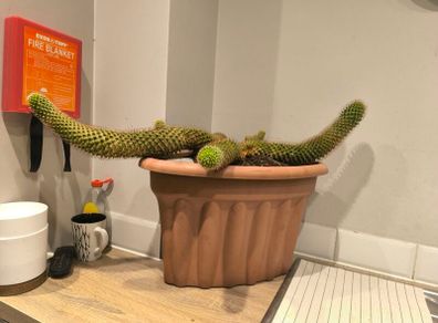 Large cactus with pot