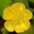 Buttercup89