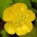 Buttercup89