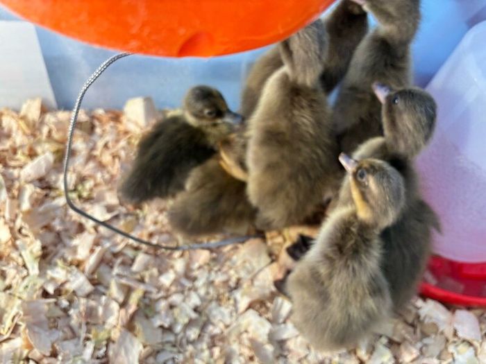 Ducklings