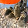 Ducklings Image 3