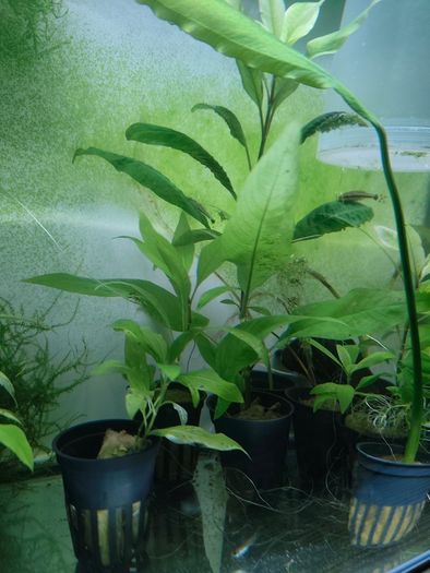 Aquarium moss and plants XXL portions
