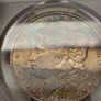 USA United States Silver 1887 O Morgan Dollar PCGS Uncirculated Details Beautiful Toning Image 3