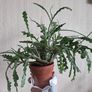 Epiphhyllum anguliger plant zigzag cactus Image 4