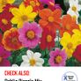 (D) Dahlia Bloody Mary seeds 0.4g (413485) Image 2