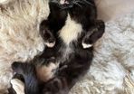 Cat for Adoption Atlas
