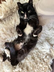 Cat for Adoption Atlas