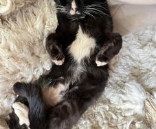 Cat for Adoption Atlas