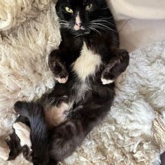 Cat for Adoption Atlas