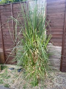 Pampass Grass x 3 for sale