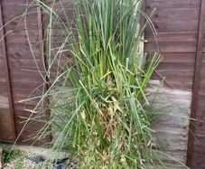 Pampass Grass x 3 for sale