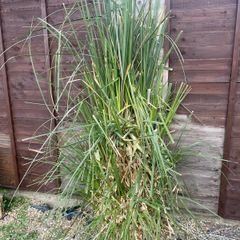 Pampass Grass x 3 for sale