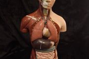 Vintage human anatomical torso model